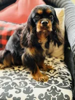 Penelope , a female Cavalier King Charles Spaniel for sale in Greenville, SC – 3 of 9