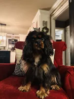 Ingrid , a female Cavalier King Charles Spaniel for sale in Greenville, SC – 4 of 10