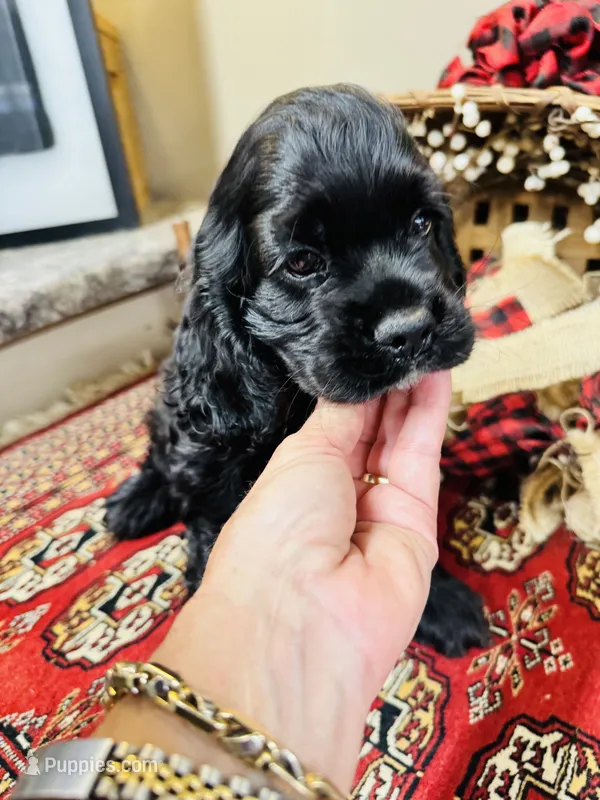 Memphis – Cocker Spaniel puppy for sale in Greenville, SC