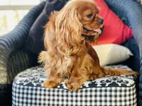 Sully, a male Cavalier King Charles Spaniel for sale in Greenville, SC – 3 of 10