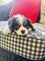 Hope, a female Cavalier King Charles Spaniel for sale in Greenville, SC – 3 of 10