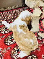 Phoenix, a male Cavalier King Charles Spaniel for sale in Greenville, SC – 5 of 10