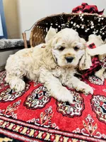Beau, a male Cocker Spaniel for sale in Greenville, SC – 5 of 9