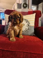Sasha, a female English Toy Spaniel for sale in Greenville, SC – 5 of 10