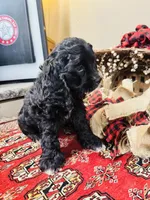 Lennox, a male Cocker Spaniel for sale in Greenville, SC – 3 of 8