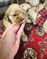 Delilah, a female Cocker Spaniel for sale in Greenville, SC – 4 of 8