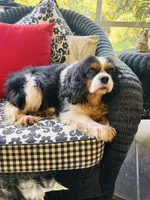 Tallulah, a female Cavalier King Charles Spaniel for sale in Greenville, SC – 2 of 10