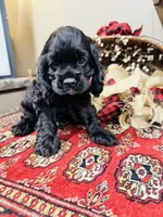 Memphis, a male Cocker Spaniel for sale in Greenville, SC – 2 of 8