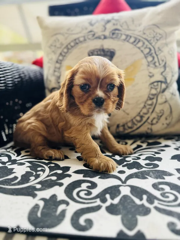 Princess Di, a female Cavalier King Charles Spaniel for sale in Greenville, SC – Photo 1 of 9