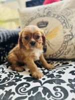 Princess Di, a female Cavalier King Charles Spaniel for sale in Greenville, SC – Photo 2 of 9