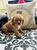 Princess Di, a female Cavalier King Charles Spaniel for sale in Greenville, SC – Photo 3 of 9