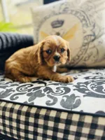 Princess Di, a female Cavalier King Charles Spaniel for sale in Greenville, SC – Photo 5 of 9