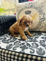 Princess Di, a female Cavalier King Charles Spaniel for sale in Greenville, SC – Photo 7 of 9