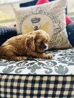 Princess Di, a female Cavalier King Charles Spaniel for sale in Greenville, SC – Photo 4 of 9