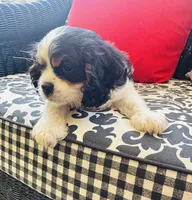 Hope, a female Cavalier King Charles Spaniel for sale in Greenville, SC – 7 of 10