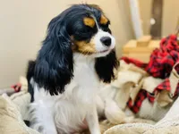 Lucy, a female Cavalier King Charles Spaniel for sale in Greenville, SC – 1 of 6