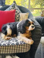 Tallulah, a female Cavalier King Charles Spaniel for sale in Greenville, SC – 9 of 10