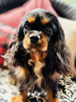 Penelope , a female Cavalier King Charles Spaniel for sale in Greenville, SC – 1 of 9