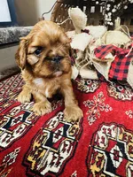 Sasha, a male English Toy Spaniel for sale in Greenville, SC – 2 of 10