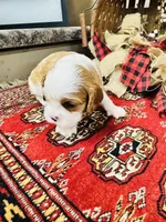 Henessey, a male Cavalier King Charles Spaniel for sale in Greenville, SC – 2 of 8