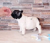 Zippy, a female French Bulldog for sale in Greenville, SC – Photo 8 of 8