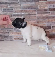 Zippy, a female French Bulldog for sale in Greenville, SC – Photo 5 of 8