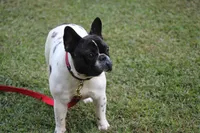 Zippy, a female French Bulldog for sale in Greenville, SC – Photo 2 of 8