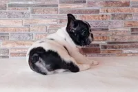 Zippy, a female French Bulldog for sale in Greenville, SC – Photo 4 of 8