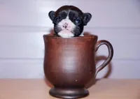 Zippy, a female French Bulldog for sale in Greenville, SC – Photo 3 of 8