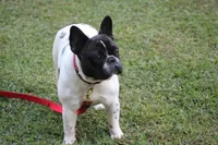 Zippy, a female French Bulldog for sale in Greenville, SC – Photo 1 of 8