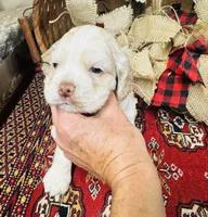 Jack, a male Cocker Spaniel for sale in Greenville, SC – 7 of 8