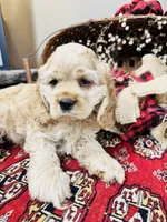 Beau, a male Cocker Spaniel for sale in Greenville, SC – 2 of 9
