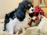 Lucy, a female Cavalier King Charles Spaniel for sale in Greenville, SC – 2 of 6