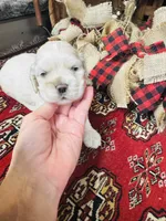 Doug, a male Cocker Spaniel for sale in Greenville, SC – 6 of 8