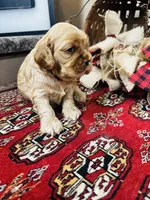 Dutchess , a female Cocker Spaniel for sale in Greenville, SC – 6 of 8