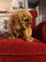 Silas , a male English Toy Spaniel for sale in Greenville, SC – 2 of 9