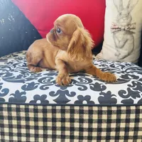 Joshua, a male English Toy Spaniel for sale in Greenville, SC – Photo 8 of 10