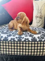 Joshua, a male English Toy Spaniel for sale in Greenville, SC – Photo 8 of 10