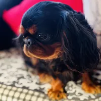 Joshua, a male English Toy Spaniel for sale in Greenville, SC – Photo 9 of 10