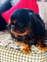 Joshua, a male English Toy Spaniel for sale in Greenville, SC – Photo 9 of 10