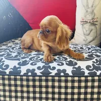 Joshua, a male English Toy Spaniel for sale in Greenville, SC – Photo 6 of 10