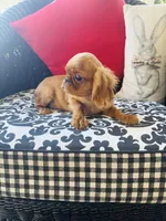 Joshua, a male English Toy Spaniel for sale in Greenville, SC – Photo 6 of 10