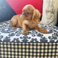 Joshua, a male English Toy Spaniel for sale in Greenville, SC – Photo 5 of 10