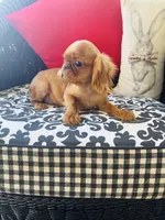 Joshua, a male English Toy Spaniel for sale in Greenville, SC – Photo 5 of 10