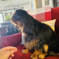 Joshua, a male English Toy Spaniel for sale in Greenville, SC – Photo 10 of 10