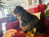 Joshua, a male English Toy Spaniel for sale in Greenville, SC – Photo 10 of 10