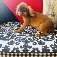 Joshua, a male English Toy Spaniel for sale in Greenville, SC – Photo 2 of 10