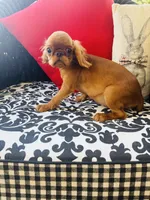 Joshua, a male English Toy Spaniel for sale in Greenville, SC – Photo 2 of 10