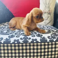 Joshua, a male English Toy Spaniel for sale in Greenville, SC – Photo 4 of 10