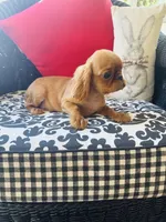 Joshua, a male English Toy Spaniel for sale in Greenville, SC – Photo 4 of 10